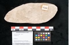 Foto (Objekt + Etikett) von Eucalyptus sp. (NHMW-GEO-2024-0188-11466)